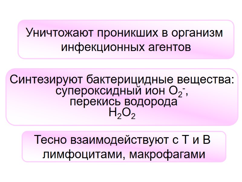 Уничтожают проникших в организм  инфекционных агентов Тесно взаимодействуют с Т и В 